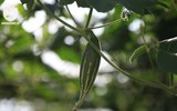 Có một nguồn cung rau an toàn dồi dào cho nội thành Hà Nội